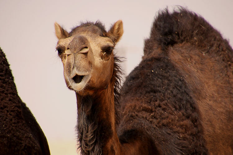 A close up of a camel in Dhofar, Oman
