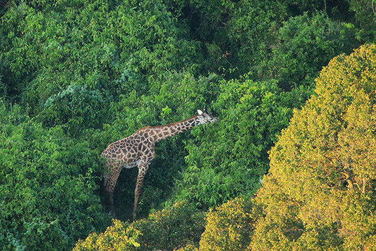 Two giraffes eat deep in the forest as seen from the hot air balloon in Masai Mara