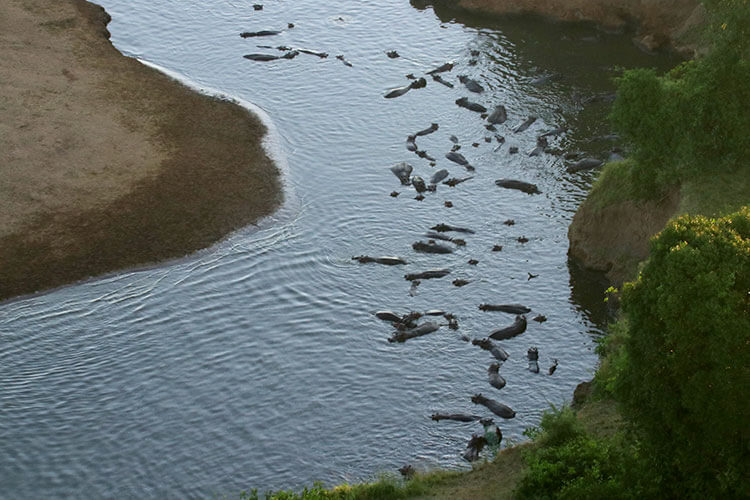 A pod of about 50 hippos in the Mara River seen from the hot air balloon in Masai Mara