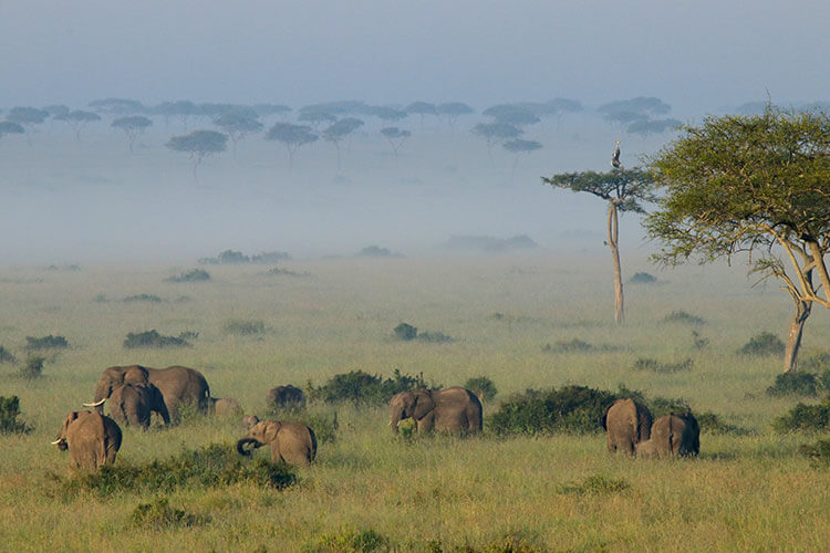 A herd of elephants gathers around their young and a pair of crown cranes sit perched atop an acacia tree as seen from the hot air balloon in Masai Mara