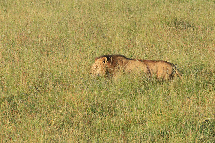 A male lion walks in the tall grass as senn from the hot air balloon in Masai Mara