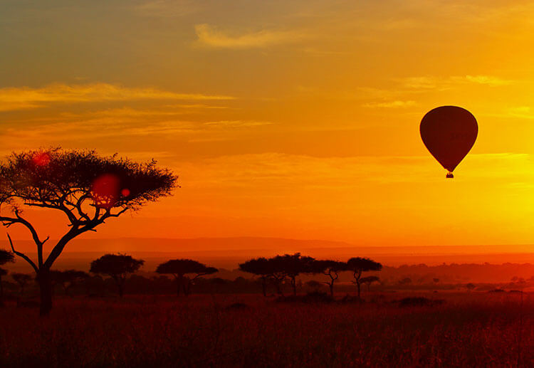 A hot air balloon floats at sunrise with acacia trees silhouetted black against an orange sky at sunrise in the Masai Mara