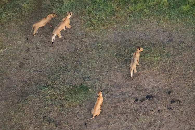 Four lionesses on the move as seen from above in a hot air balloon in Masai Mara, Kenya