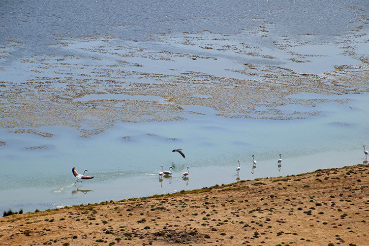 The khor (sweet-water outlet) is an oasis for flamingos and a flock hangs out on the shore in Khori Rori