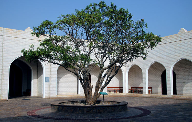 The frankincense tree in the courtyard of the Land of Frankincense Museum in Al Baleed