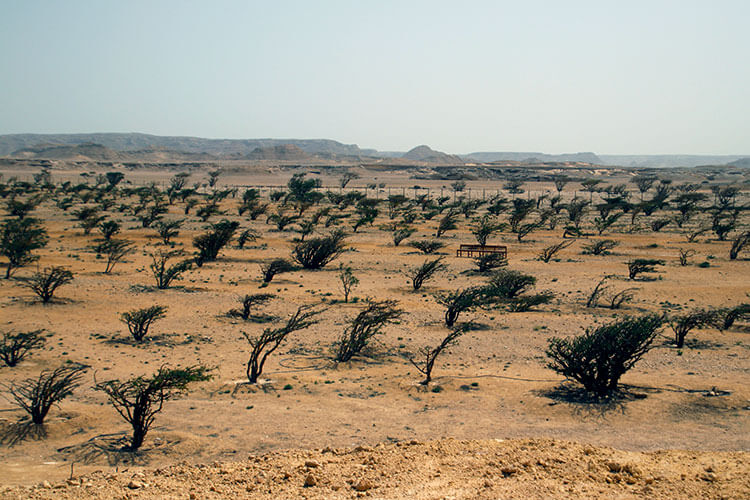 The view of frankinsence trees planted at Wadi Dawkah