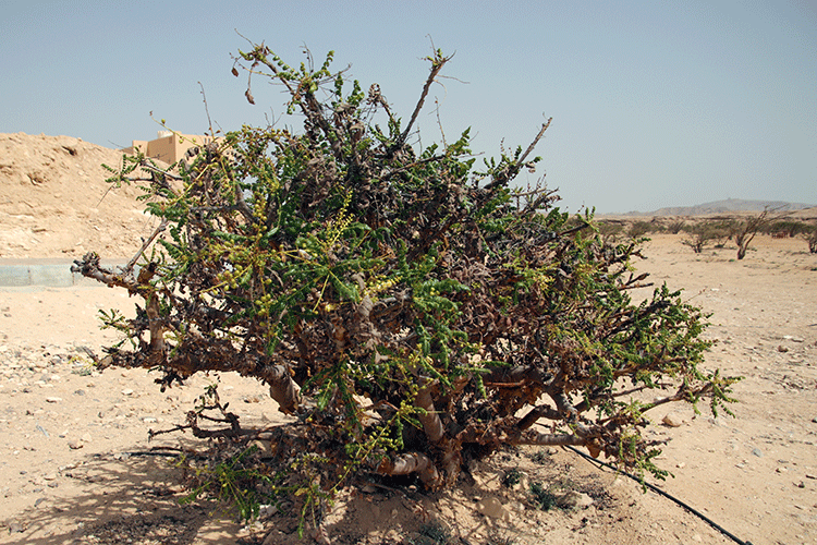 A close up of a frankincense tree at Wadi Dawkah, this one particularly with a lot of green leaves