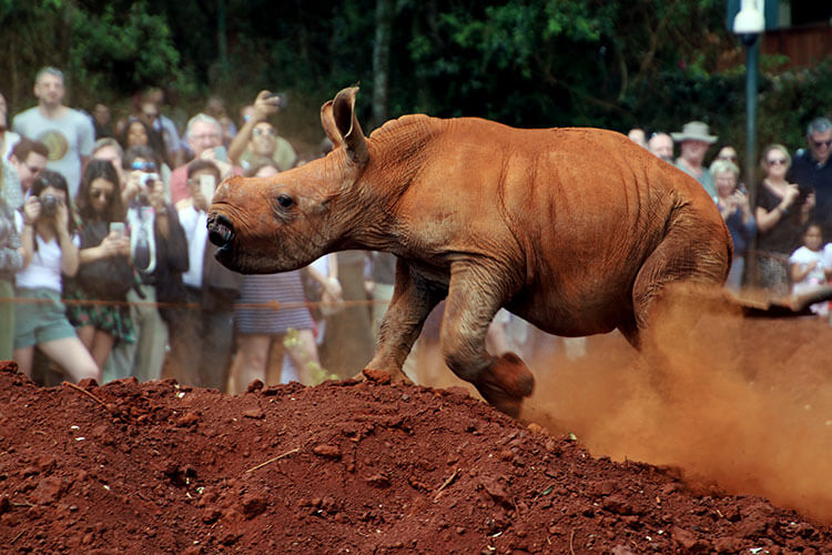 Maarifa play charges at her keepers during the presentation at David Sheldrick Wildlife Trust