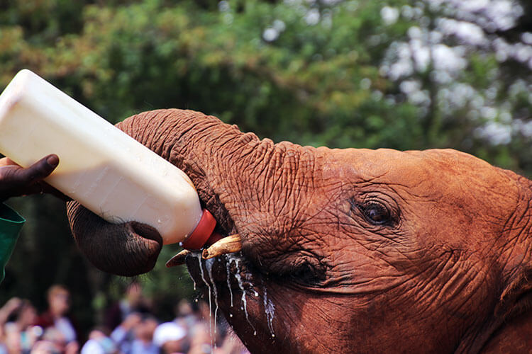 A baby elephant happily drinks milk from a liter bottle at the David Sheldrick Wildlife Trust Elephant Orphanage
