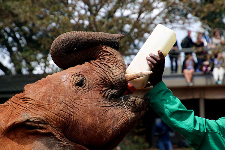 A baby elephant drinks milk from a one liter bottle during the presentation at the David Sheldrick Wildlife Trust Elephant Orphanage