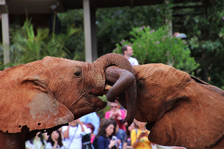 Two older elephants btween 2-3 years of age play and wrestle with their trunks during the presentation at the David Sheldrick Wildlife Trust Elephant Orphanage