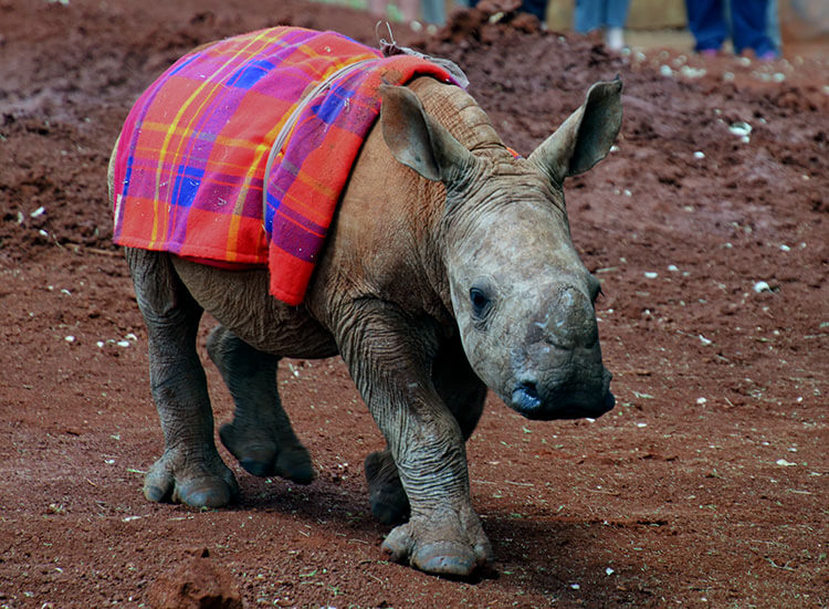 Maarifa, the 4 month old baby white rhino makes her entrance at the David Sheldrick Wildlife Trust