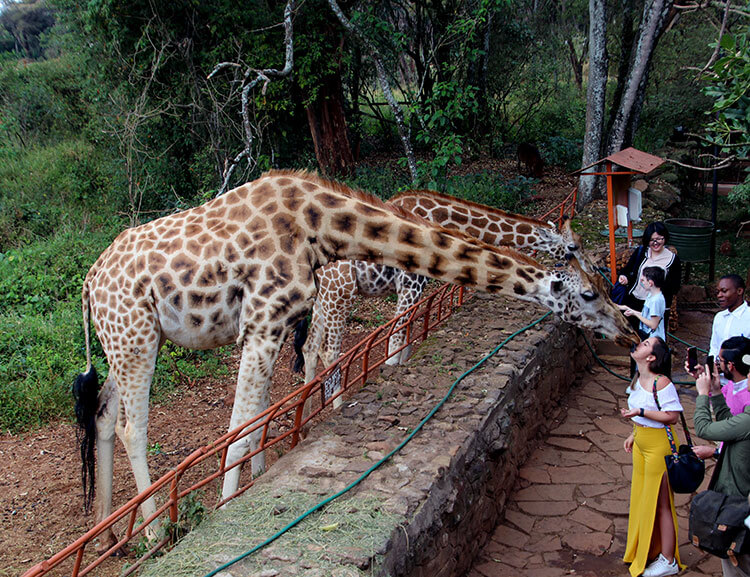 Two giraffes bend down to take food from visitors at the Giraffe Centre