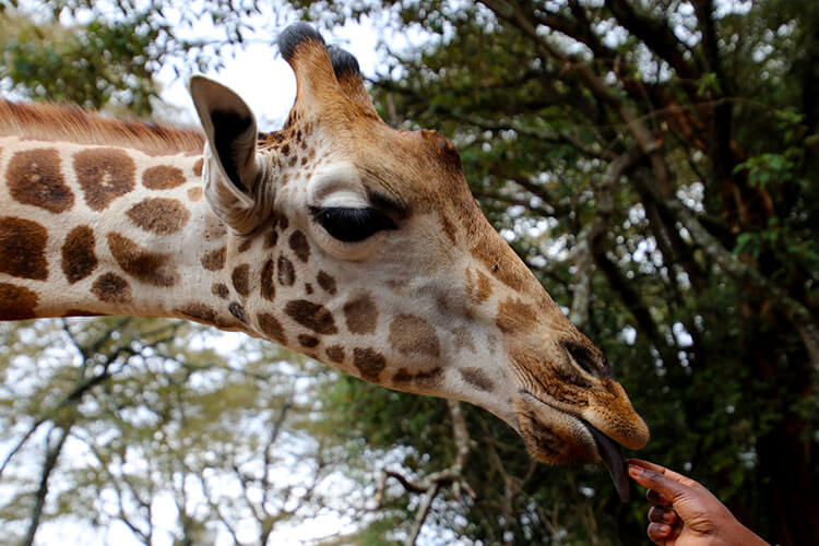 A giraffe gently takes a pellet to eat at the Giraffe Centre