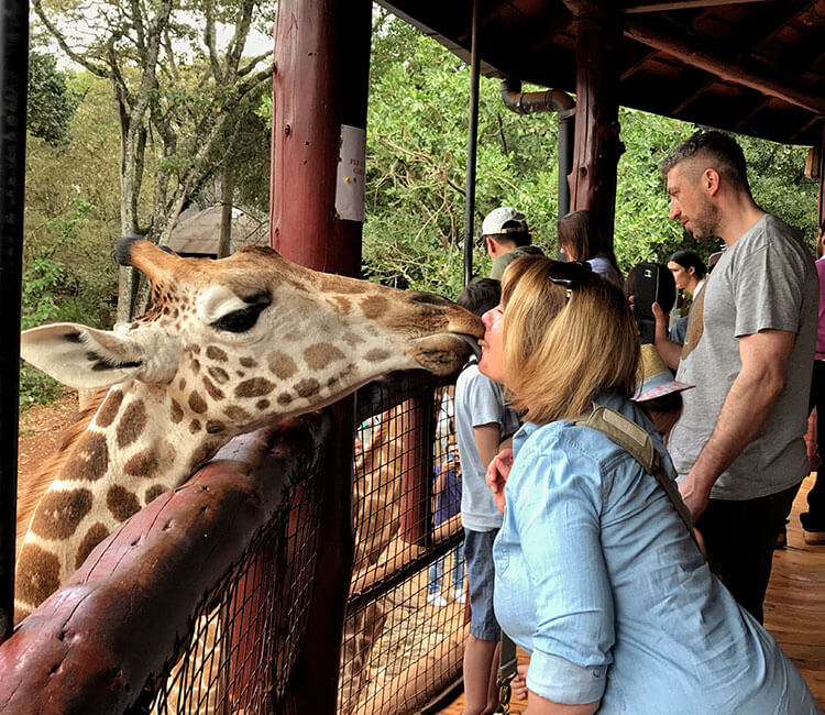 Jennifer getting a kiss from a giraffe at the Giraffe Centre