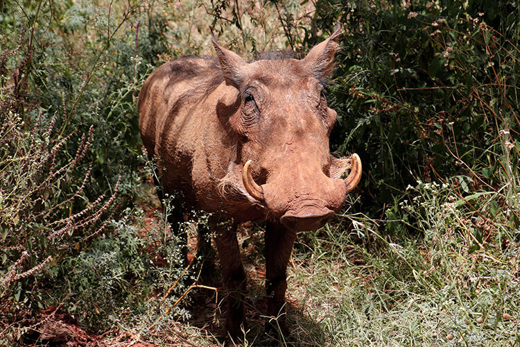 A warthog at the Giraffe Centre