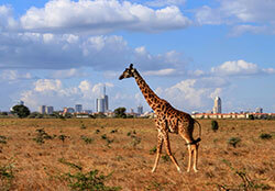 A giraffe walks on the plains of Nairobi National Park with Nairobi's skyscrapers as a backdrop