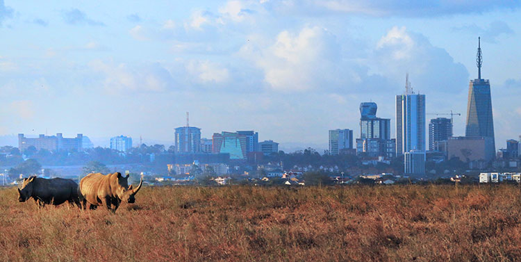 Two white rhino graze in Nairobi National Park with the backdrop of skyscrapers behind them