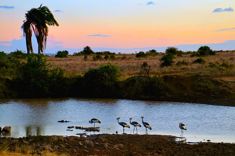 Five crowned cranes stand at the edge of a watering hole at sunset in Nairobi National Park