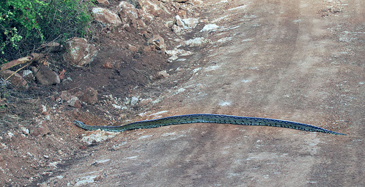 An African Rock Python slithers across the road in Nairobi National Park