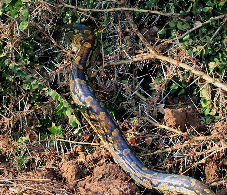 An African Rock Python disappears into the brush in Nairobi National Park