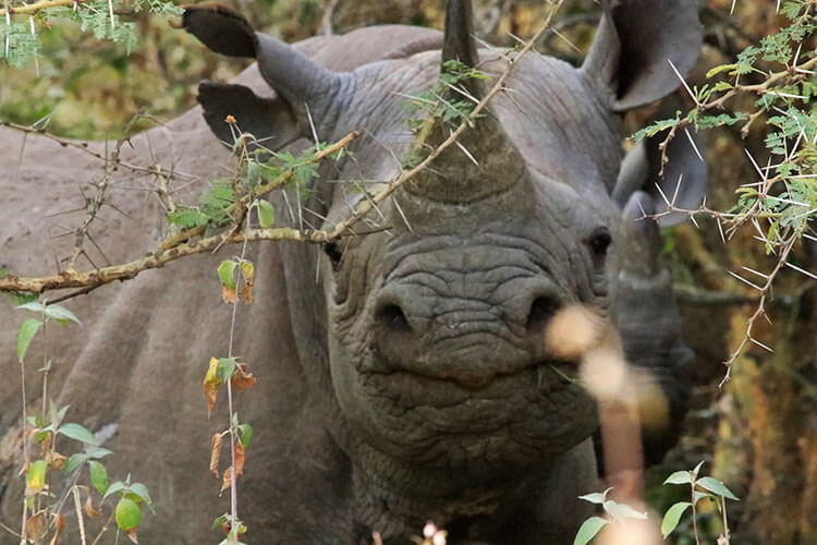 Two black rhinos in the bushes in Nairobi National Park