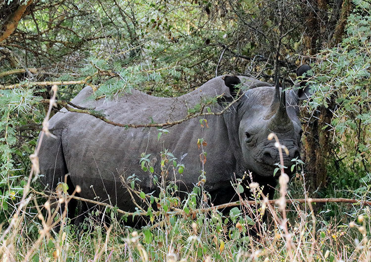 Three black rhinos eat shrubs in the forest in Nairobi National Park