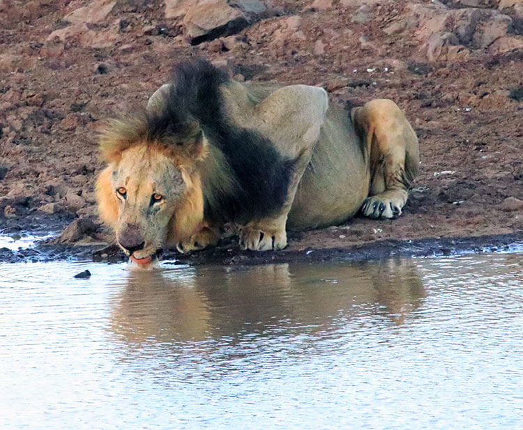 Cheru the Lion crouches down for a drink from a watering hole in Nairobi National Park