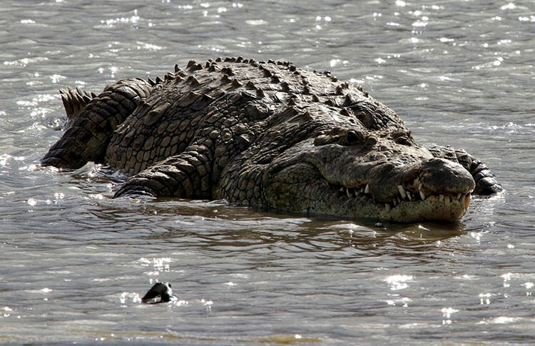 A crocodile lies in wait in a small lake in Nairobi National Park