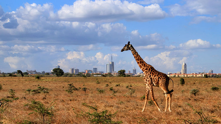 A giraffe walks on the plains of Nairobi National Park with Nairobi's skyscrapers as a backdrop