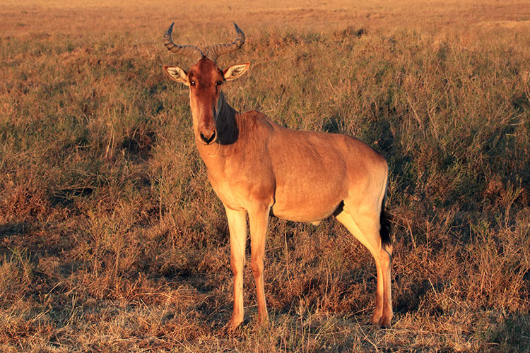 A hartebeest looks at us head on in Nairobi National Park