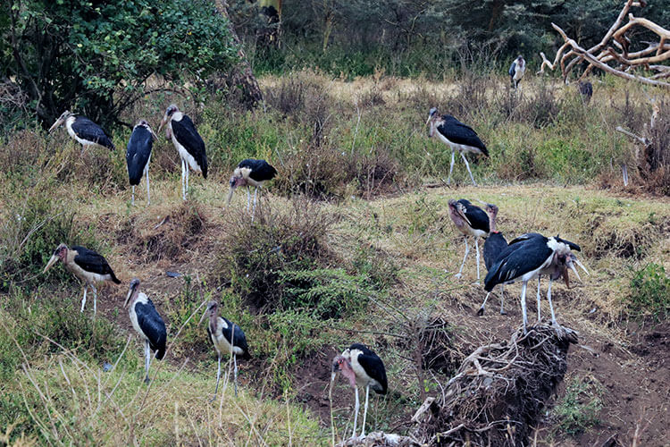 A dozen giant marabou storks sit on branches along the river in Nairobi National Park