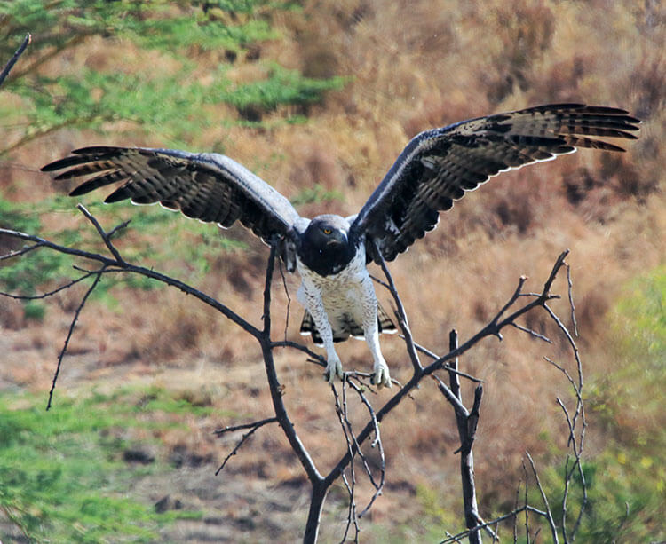 A martial eagle has its wings spread in flight as it lands on a branch in Nairobi National Park