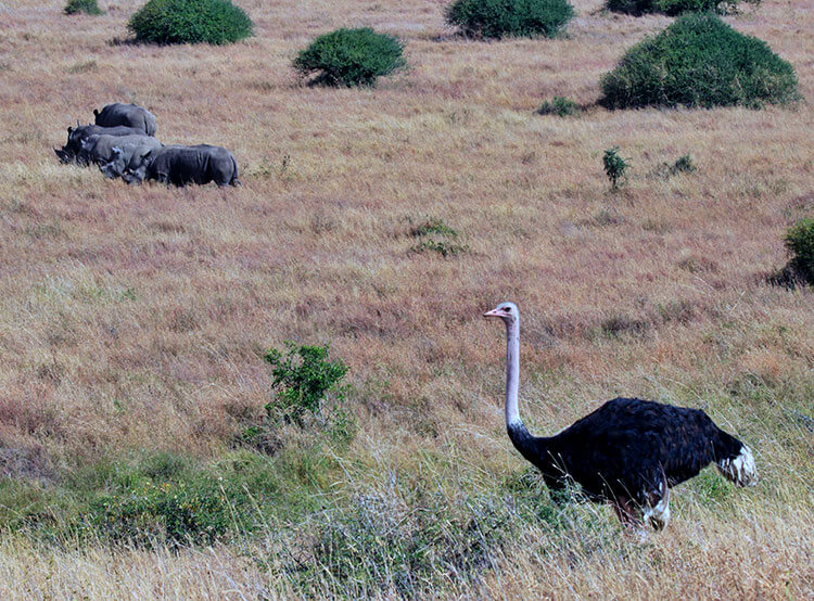 A male ostrich looks on as the crash of five rhinos make their way away from the ostrich in Nairobi National Park