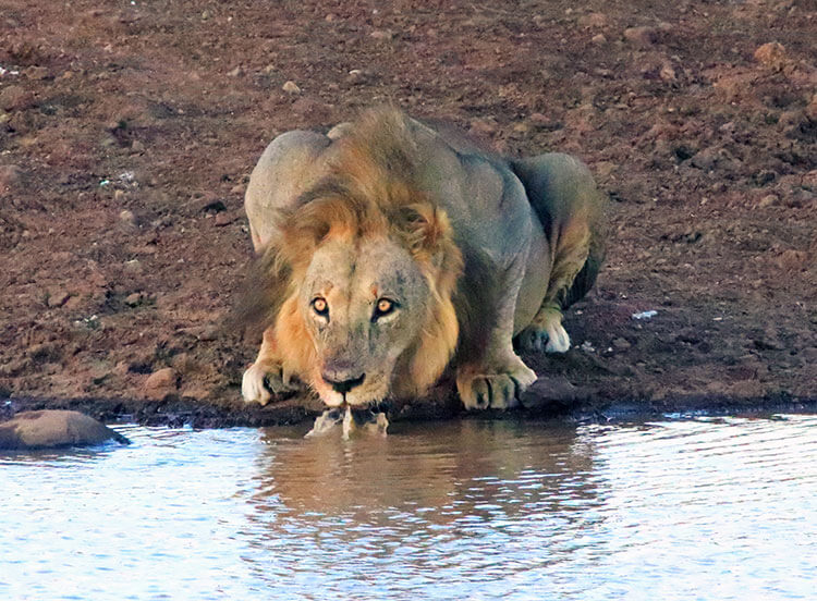 Sam the Lion crouches down for a drink from a watering hole in Nairobi National Park