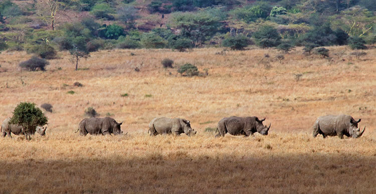 Five white rhinos walk in a line in Nairobi National Park