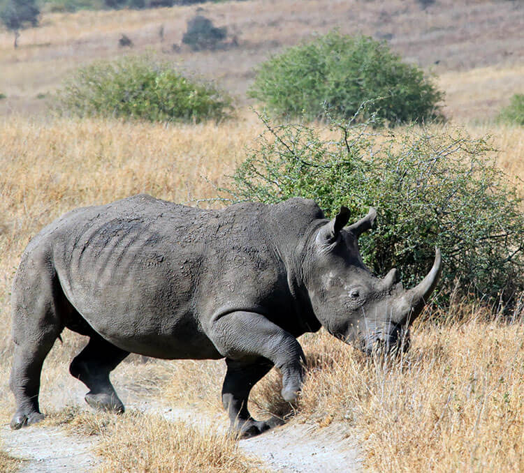 A white rhino runs across the dirt track in front of our safari vehicle in Nairobi National Park