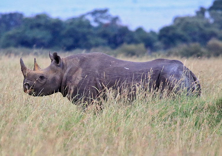 A black rhino stands in the tall grass of the Masai Mara