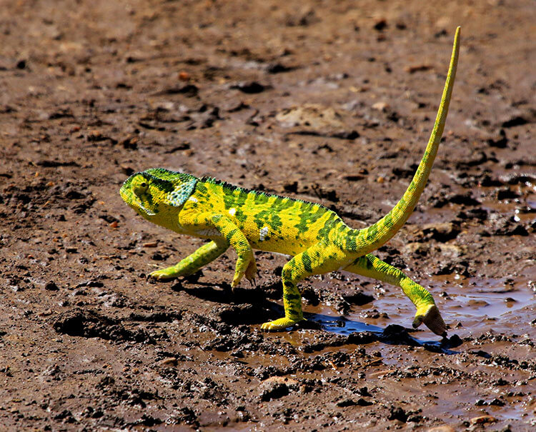 A yellow and neon green chameleon walks on the road while giving us some side eye in the Masai Mara