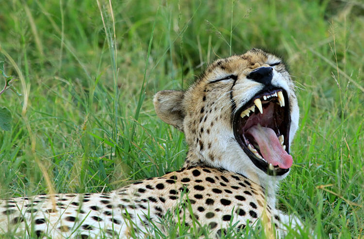 A cheetah yawns as he lays down to rest in the shade of a tree in the Masai Mara