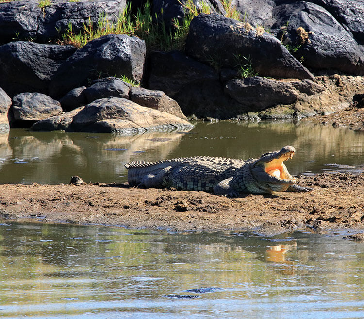 A large Nile crocodile sits on the bank of the Mara River waiting for prey in the Masai Mara