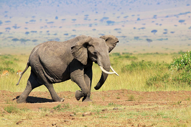 A lone male elephant quickly on the move in the Masai Mara