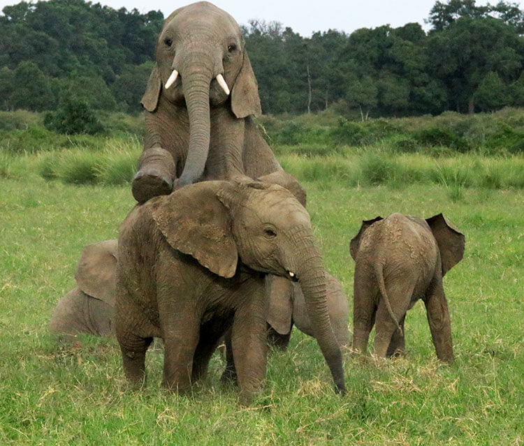 Several young elephants wrestle and one youngster climbs up on the back of another elephant in the Masai Mara