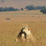Two lions nuzzle each other in the tall grass in Masai Mara National Reserve