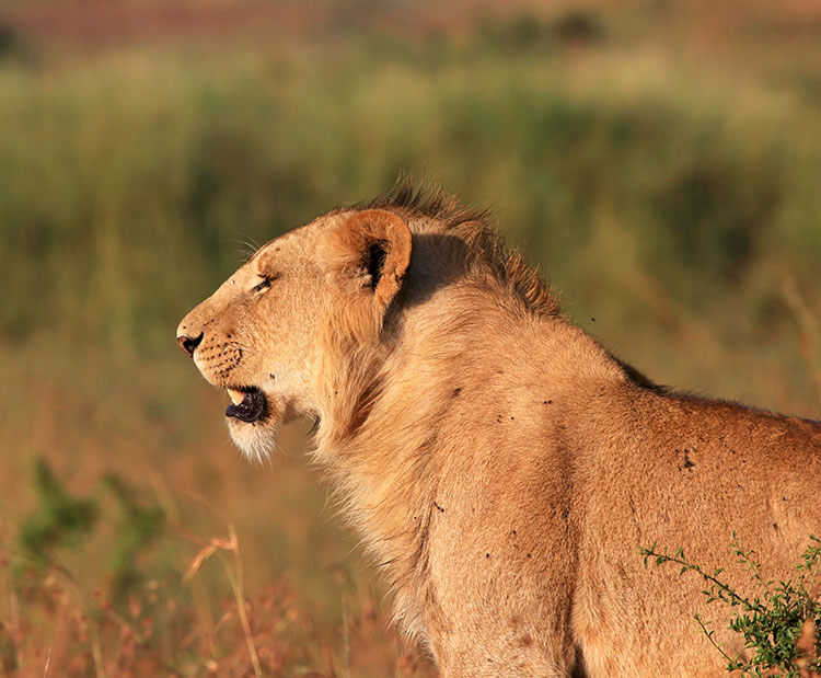 A young male lion calls and looks for the rest of his pride in the tall grass in the Masai Mara