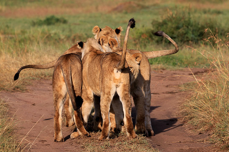 The four young males all meet and nuzzle each other when they reunite with their lost pride member in the Masai Mara