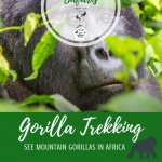 Gorilla Trekking Rwanda Pinterest Pin
