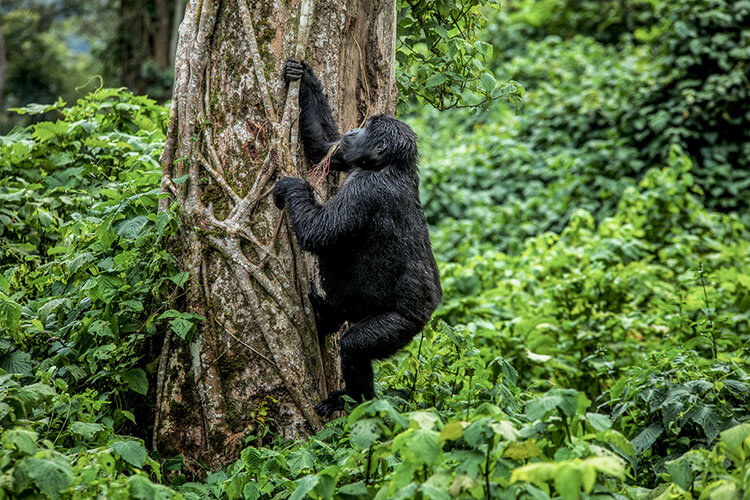 A young mountain gorilla pulls on a branch from a tree in the jungle in Rwanda