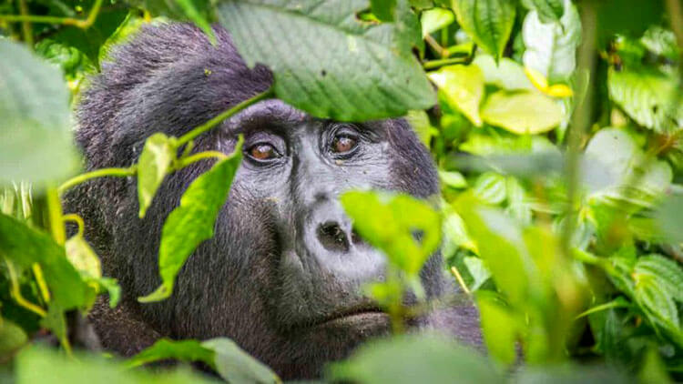 A mountain gorgilla hides in the thick jungle foliage in Rwanda