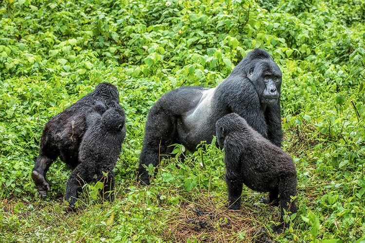 A silverback male and three young gorillas in Rwanda
